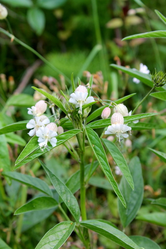 Campi Flegrei - Silene alba e vulgaris